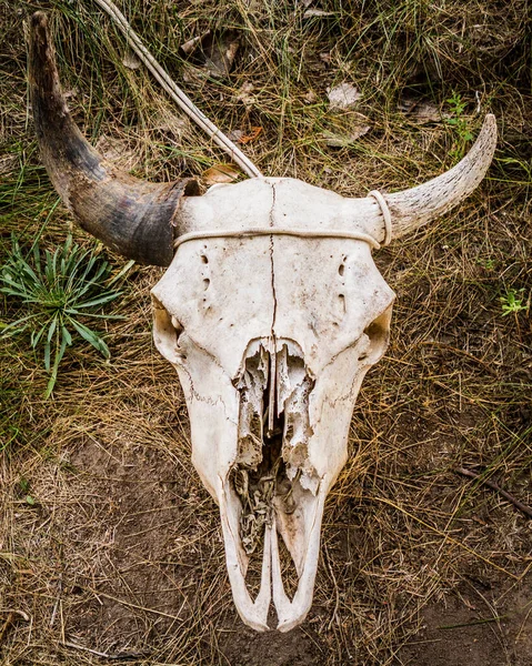 Solitary Single tied buffalo Skull, animal skull, nature, wildlife, death, bone, strength, resilience.