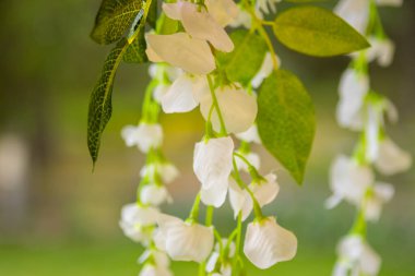Seçici bir odak noktasındaki yatay fotoğraf güneşli bir ortamda sallanan yaprakları olan hassas beyaz yapay çiçekler..