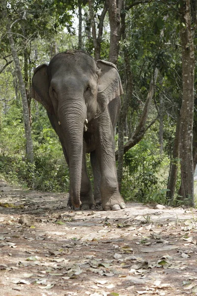 Pionowe Zdjęcie Indyjskiego Słonia Przodu Widok Stojący Pochylony Ziemi Drzewami — Zdjęcie stockowe