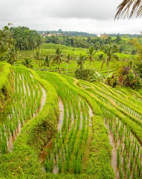 Vertical Photo of Vibrant terraced farm in tropical climate with wet-cultivated rice fields, palm trees, coconut trees, banana trees, and lush greenery. UNESCO site in Bali Indonesia
