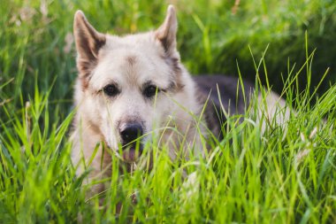 Çimenli bir ortamda melez bir köpeğin yatay fotoğrafı..