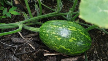 Yazın sebze bahçesinde küçük yeşil kabak.