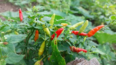 Bahçe ağacında üzerinde kırmızı pul biber.