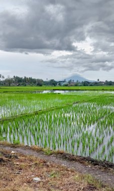 Green rice fields on Indonesian village, dykes, under the evening sky with beautiful clouds