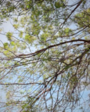 Doğal ağaç arkaplanı bulanık.