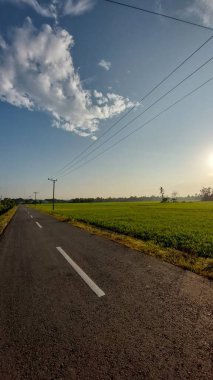 Asfalt yol ve yeşil pirinç tarlası