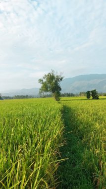 Öğleden sonra güneş pirinç tarlalarını aydınlatmak için doğar, öğleden sonra köyün pirinç tarlalarını görür.