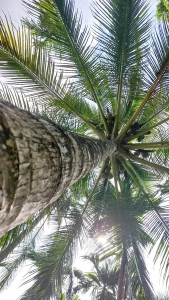 Palmen Voller Kokosnüsse Malediven Strand — Stockfoto