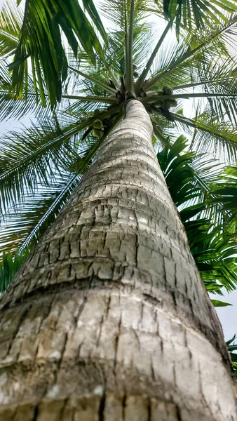 Palmen Voller Kokosnüsse Malediven Strand — Stockfoto