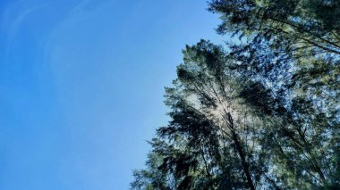 Ağaç mavi gökyüzü, ağaç üst mavi gökyüzü güneşli bir karşı.
