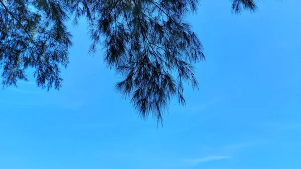 Blick Hinauf Durch Grüne Bäume Den Blauen Himmel — Stockfoto