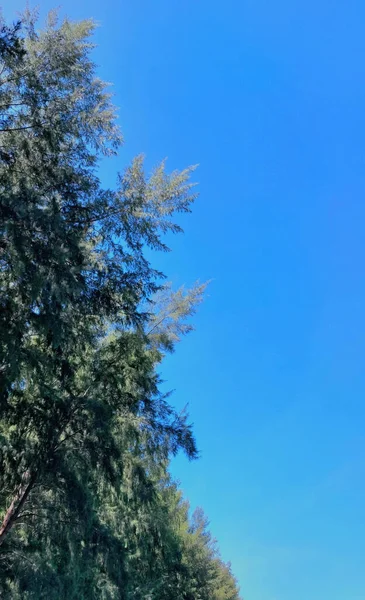 Vista Hacia Arriba Través Árboles Verdes Cielo Azul — Foto de Stock