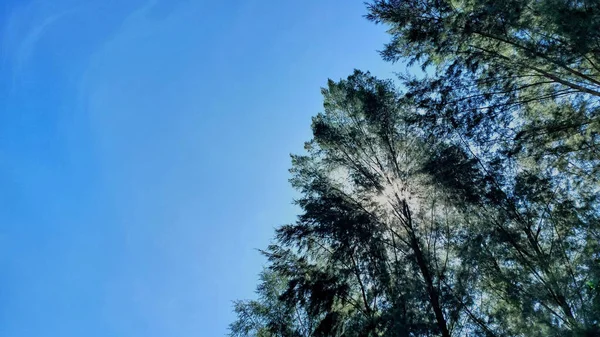 Niebieski Drzewo Niebo Drzewo Góry Przeciw Błękitne Niebo Słoneczny Dzień — Zdjęcie stockowe