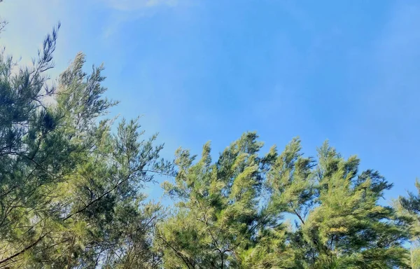 Mira Hacia Arriba Través Del Verde Los Árboles Bronce Cielo — Foto de Stock
