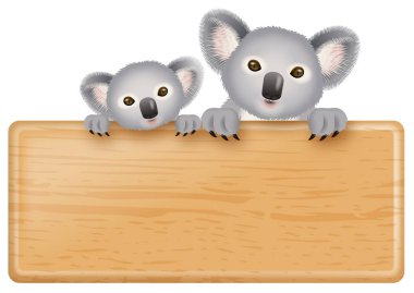 İki koala ve bir tabela tasviri. Beyaz arkaplan.