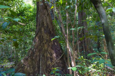 Aphanamixis polystachya, Cat Tien NP, Vietnam 'daki pithraj ağacı.
