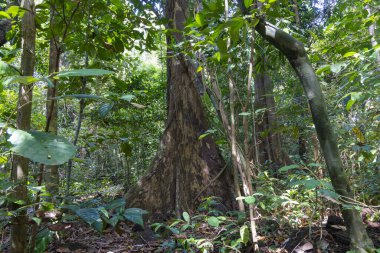 Aphanamixis polystachya, Cat Tien NP, Vietnam 'daki pithraj ağacı.