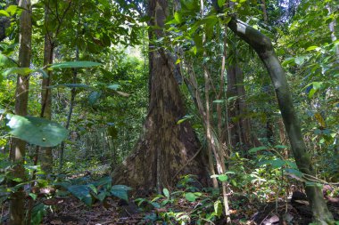 Aphanamixis polystachya, Cat Tien NP, Vietnam 'daki pithraj ağacı.