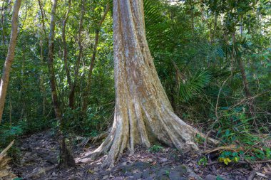 Lagerstroemia calyculata Guava Crape Myrtle olarak bilinir.