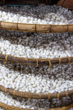 Silk cocoons on a traditional basket in a silk factory, Vietnam