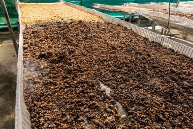Drying of the coffee beans of the weasel coffee in Vietnam