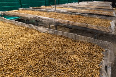 Dry coffee grains on the table on a coffee plantation, Vietnam