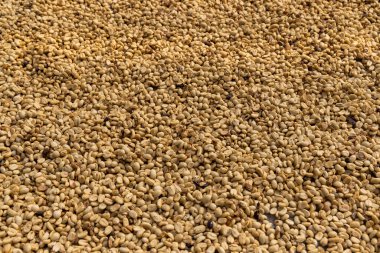 Dry coffee grains on the table on a coffee plantation, Vietnam