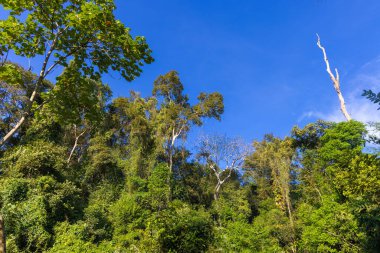The rainforest in Cat Tien National Park, Vietnam