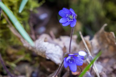 Anemon hepatikası (Hepatica nobilis) çiçek açar