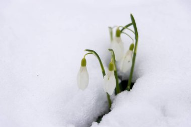 Kardaki kar damlası çiçeği