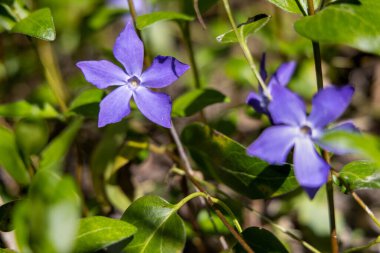 Vinca majör, yaygın isimlerle Bigleaf Menekşesi