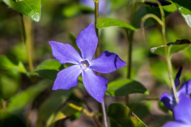 Vinca majör, yaygın isimlerle Bigleaf Menekşesi
