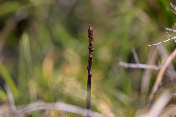 stock image Young asparagus shoots in Istria, Croatia