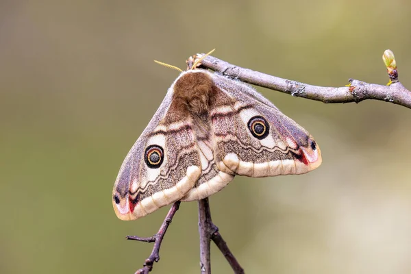 Saturnia Pavonia Small Emperor Moth — Stock Photo, Image
