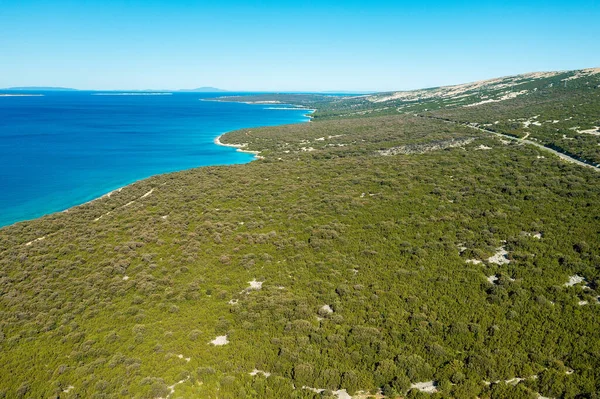 Hırvatistan 'ın Pag Adası' ndaki orman