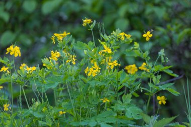 Chelidonium majus, yaygın olarak büyük celandin olarak bilinir.