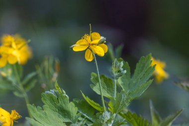 Chelidonium majus, yaygın olarak büyük celandin olarak bilinir.