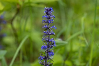 Ajuga sürüngenleri, yaygın olarak borazan olarak bilinir.