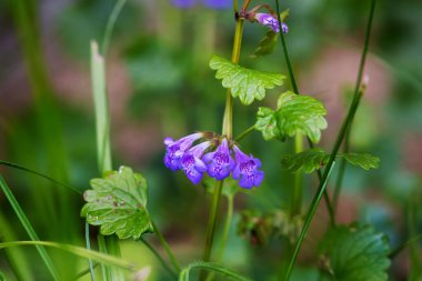 Glechoma hederacea genellikle sarmaşık ya da solungaç olarak bilinir.