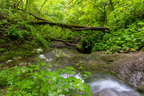 Rapides Dans Ruisseau Forestier Slapnica Printemps Zumberak Croatie — Photo