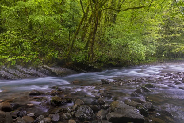 stock image Zeleni vir stream with rapids and lush vegetation in spring