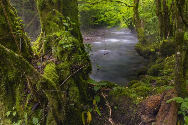 Ruisseau Zeleni Vir Avec Rapides Végétation Luxuriante Printemps — Photo