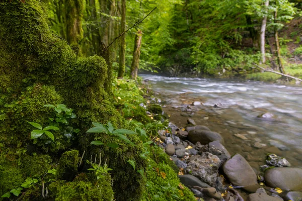 Ruisseau Zeleni Vir Avec Rapides Végétation Luxuriante Printemps — Photo