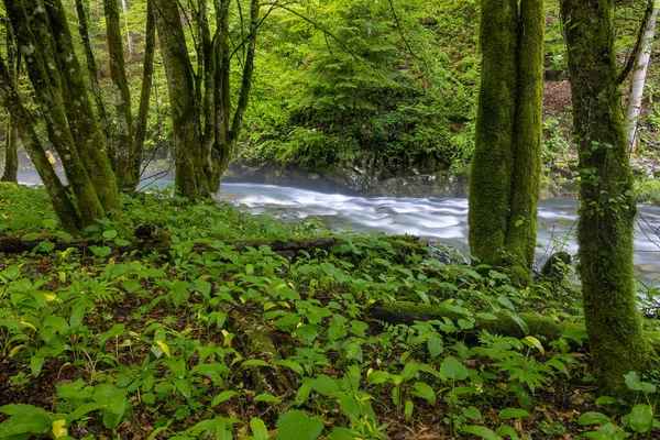 Zeleni Vir Stream Rapids Lush Vegetation Spring — Stock Photo, Image