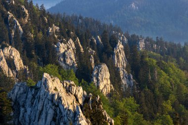 Hırvatistan 'ın Bijele stijene dağlarındaki ormandaki kireçtaşı kayaları