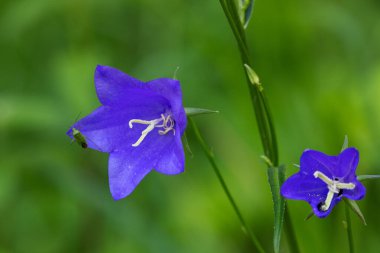 Campanula persicifolia çiçeği, şeftali yapraklı çan çiçeği.