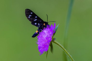 Dokuz noktalı güve veya sarı kuşaklı burnet (Amata phegea, eski Syntomis phegea))