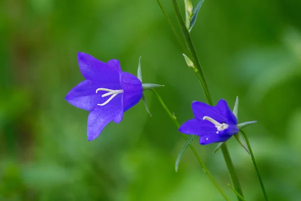 Květ Campanula Persicifolia Broskvoně Listy Zvonek — Stock fotografie