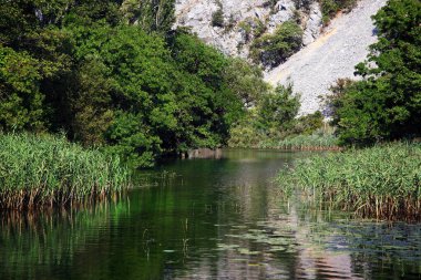Hırvatistan 'ın Krupa Nehri üzerindeki sulak arazi bitkileri ve kayalar