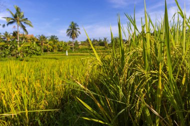 Ubud, Bali, Endonezya yakınlarındaki kırsal bölgelerde geleneksel evleri olan pirinç tarlaları